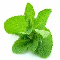 online hydroponic & aquaponic products store in india